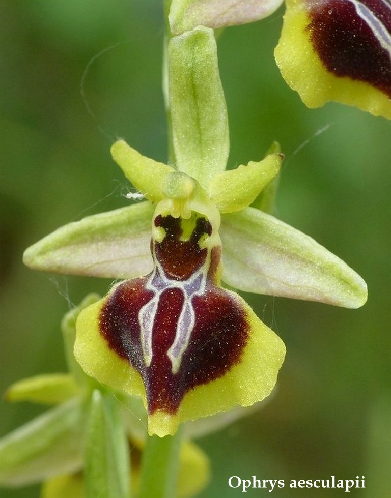 Grecia 23_25 aprile 2016  un fine settimana tra le orchidee.